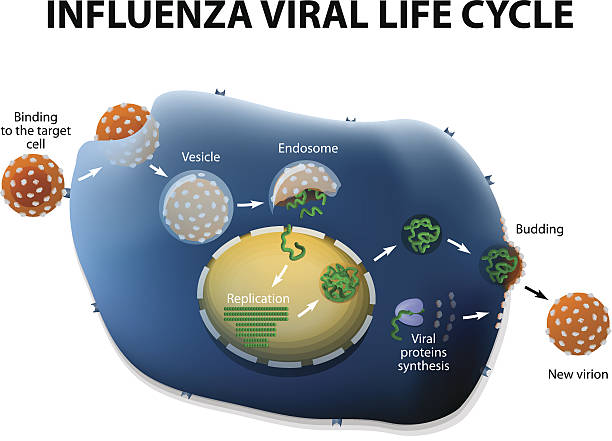 illustrazioni stock, clip art, cartoni animati e icone di tendenza di virus influenzale del ciclo di replica - swine flu immagine