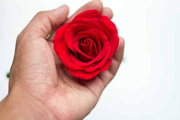 istock red rose close up on human hand 509034224