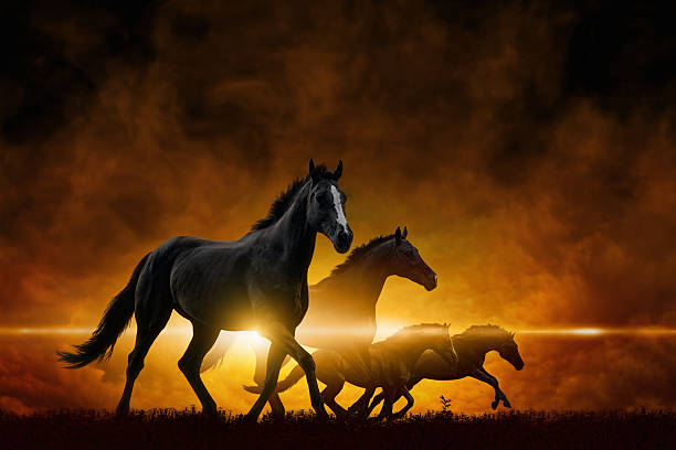 cuatro correr caballos negros - four animals fotografías e imágenes de stock