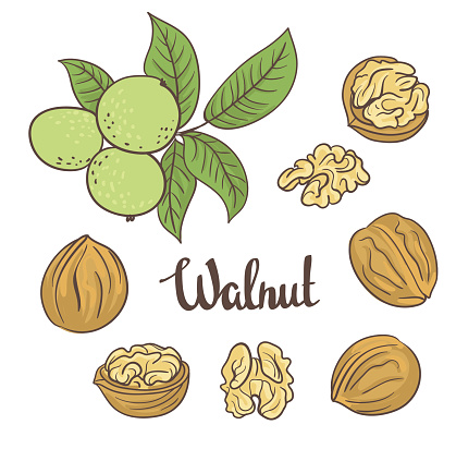 Green walnuts with leaves  and dried walnuts isolated on a white background