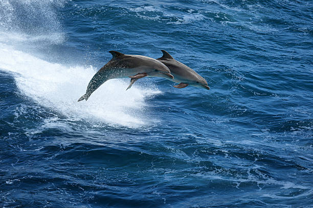 istock Jumping dolphins in stormy sea 509034926