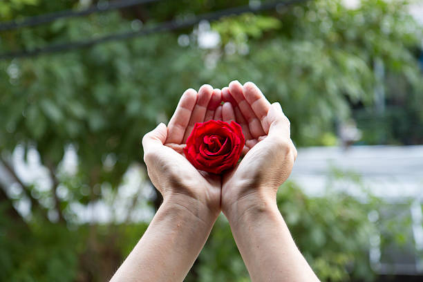 istock red rose close up on human hand 509035022