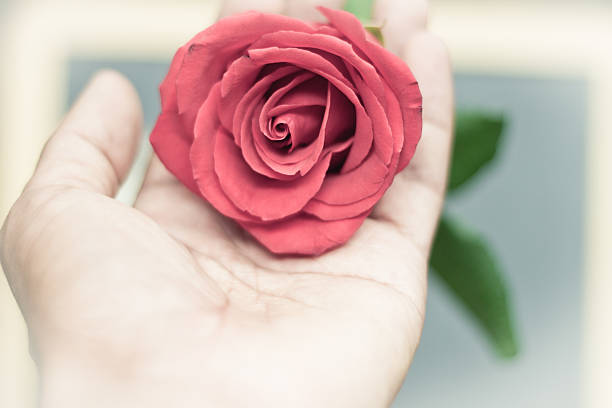 istock red rose close up on human hand 509035848