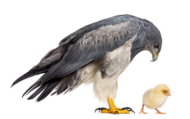 Chilean blue eagle - Geranoaetus melanoleucus looking at a chick Chilean blue eagle - Geranoaetus melanoleucus (17 years old) looking at a chick in front of a white background young black chested buzzard eagle geranoaetus melanoleucus stock pictures, royalty-free photos & images