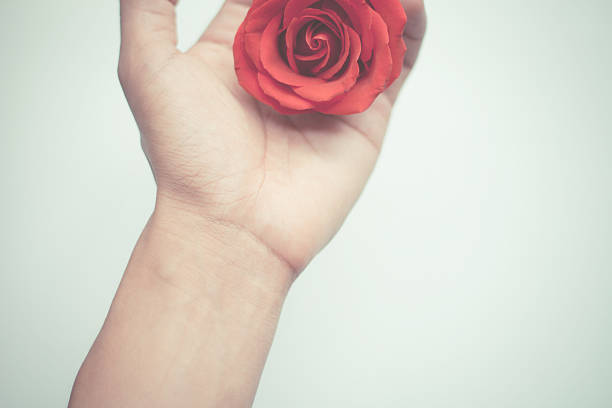 istock red rose close up on human hand 509036598