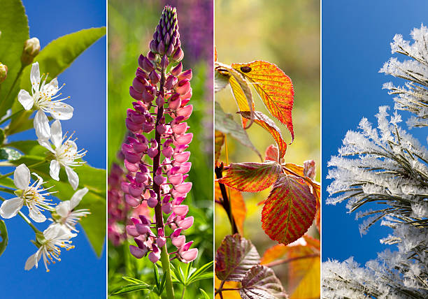 istock Collage of four seasons 509037022
