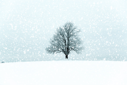 Idyllic winter scene where it is snowing and a lonely tree on field.
