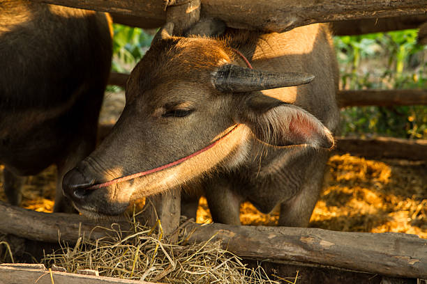 istock asian buffalo in the corral with sunset 509037954