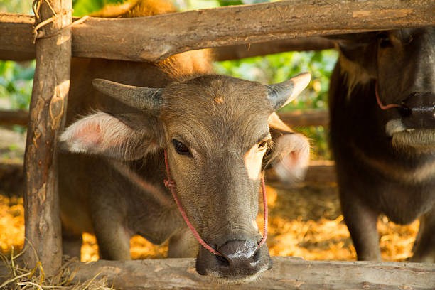 istock asian buffalo in the corral with sunset 509038040