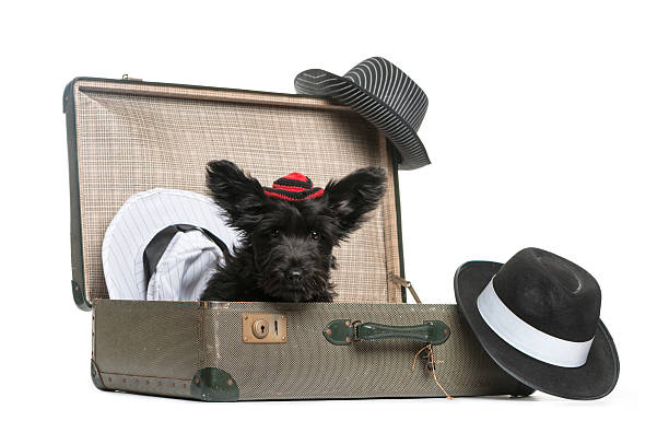 istock Skye Terrier puppy sitting in a suitcase 509038526
