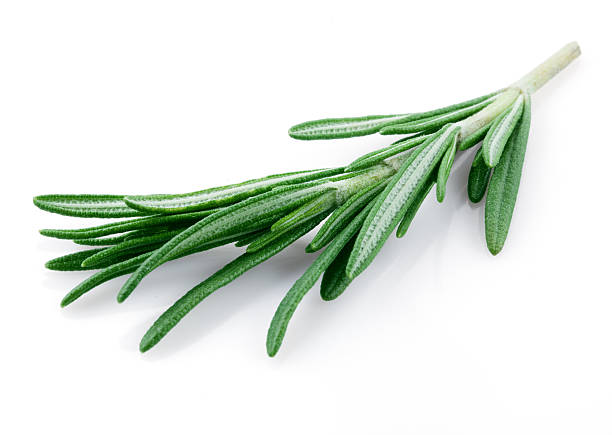istock Fresh rosemary isolated on white 509038666