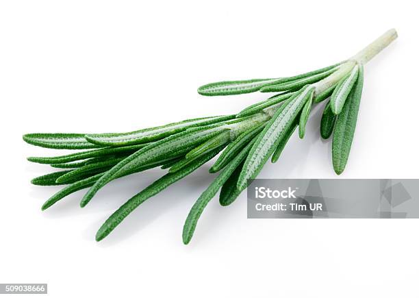 Fresh Rosemary Isolated On White Stock Photo - Download Image Now - Rosemary, Cut Out, White Background