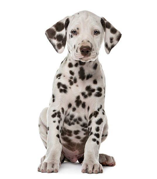 istock Dalmatian puppy sitting in front of a white background 509038752