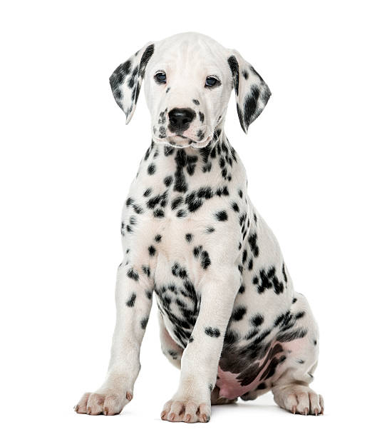 istock Dalmatian puppy sitting in front of a white background 509039376