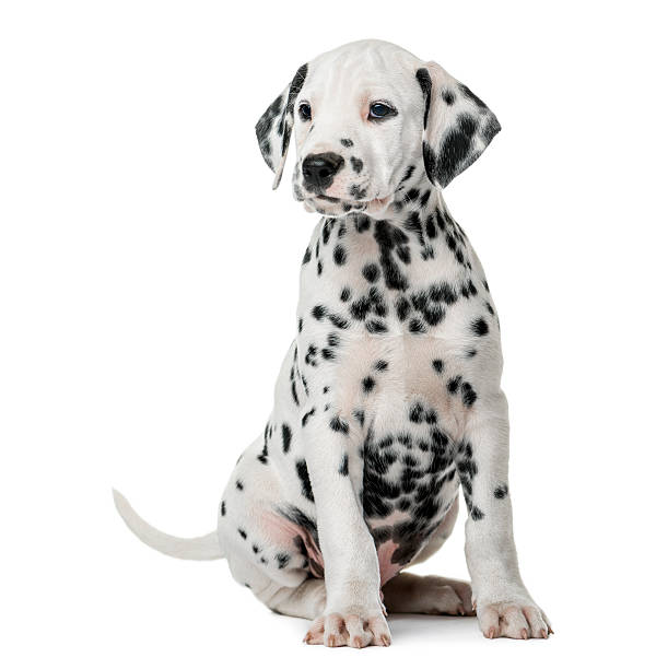 istock Dalmatian puppy sitting in front of a white background 509039432
