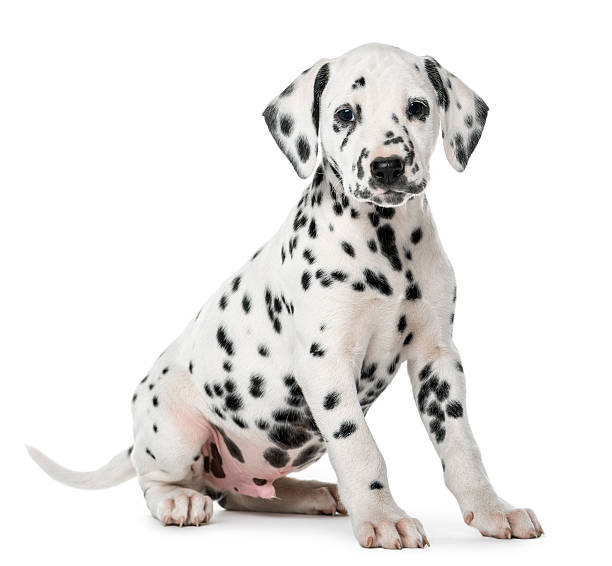 istock Dalmatian puppy sitting in front of a white background 509039492