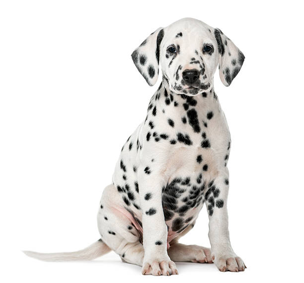 istock Dalmatian puppy sitting in front of a white background 509039562