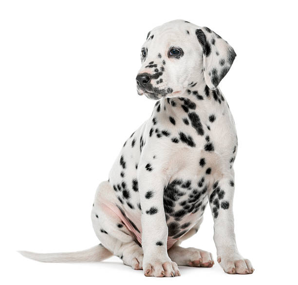 istock Dalmatian puppy sitting in front of a white background 509039636