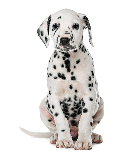 istock Dalmatian puppy sitting in front of a white background 509039706