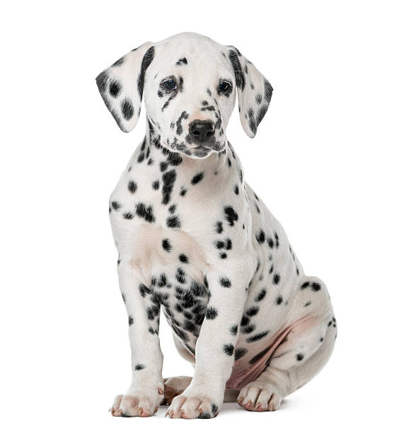 istock Dalmatian puppy sitting in front of a white background 509039768