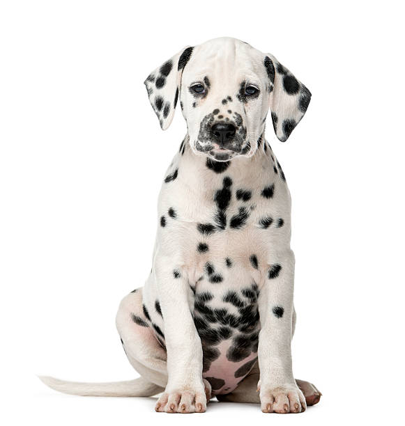 istock Dalmatian puppy sitting in front of a white background 509040104