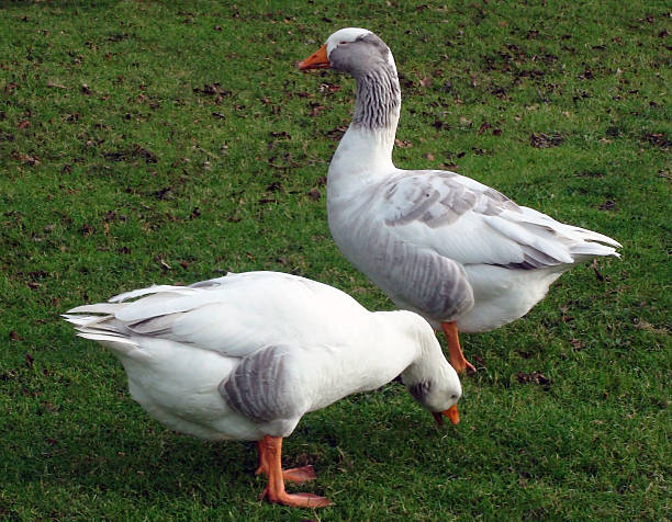 istock Two Wild Animal Geese On The Field 509040124