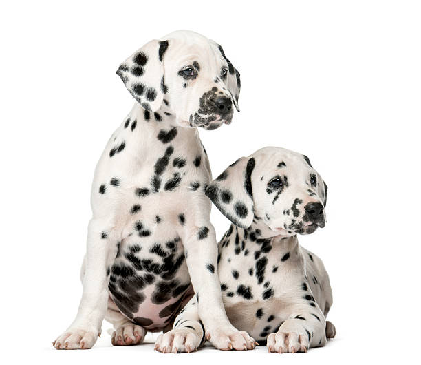 istock Two Dalmatian puppies in front of a white background 509040188