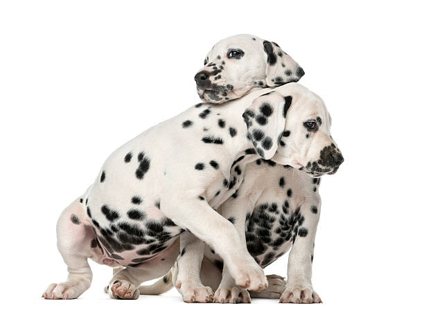 istock Two Dalmatian puppies cuddling in front of a white background 509040252