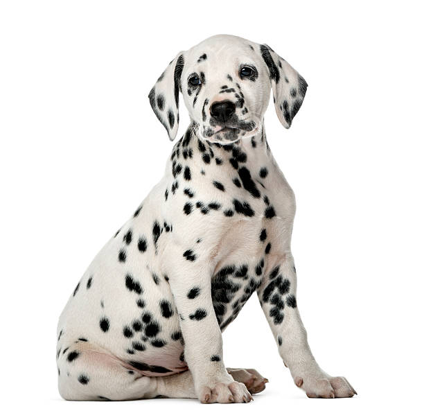 istock Dalmatian puppy sitting in front of a white background 509040302