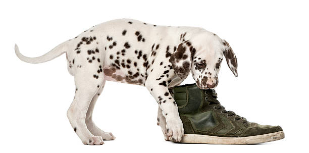 istock Dalmatian puppy chewing a shoe 509040386
