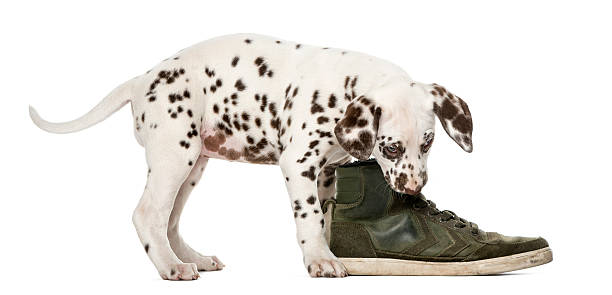 istock Dalmatian puppy chewing a shoe 509040446