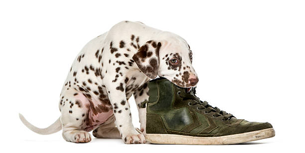 istock Dalmatian puppy chewing a shoe 509040490