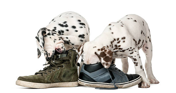 istock Two Dalmatian puppies chewing shoes 509040604