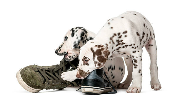 istock Two Dalmatian puppies chewing shoes 509040668