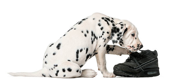 istock Dalmatian puppy chewing a shoe 509040830