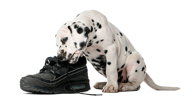 istock Dalmatian puppy chewing a shoe 509040984