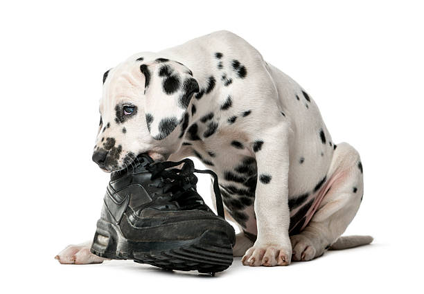 istock Dalmatian puppy chewing a shoe 509041060
