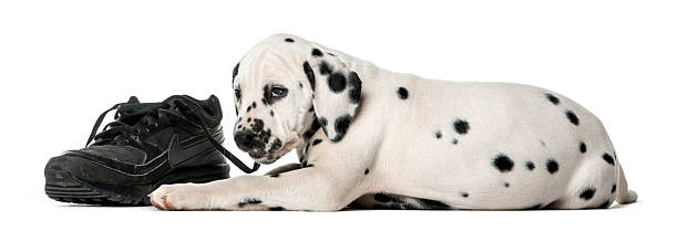 istock Dalmatian puppy chewing a shoe 509041150