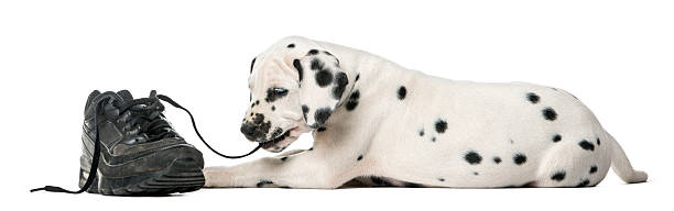 istock Dalmatian puppy chewing a shoe 509041226