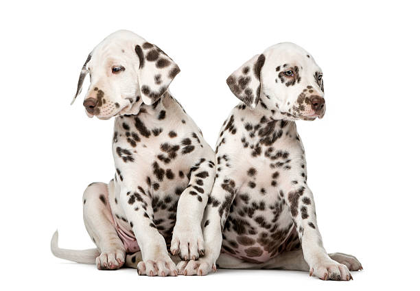 istock Two Dalmatian puppies in front of a white background 509041536