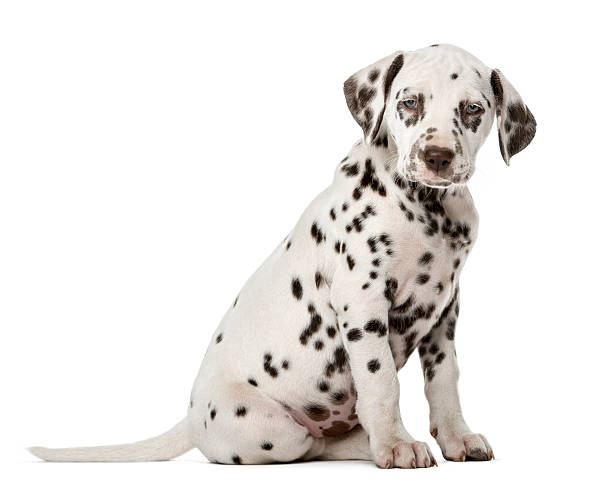 istock Dalmatian puppy sitting in front of a white background 509041596