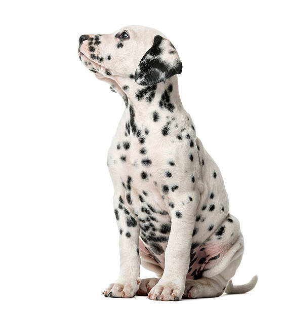 istock Dalmatian puppy sitting in front of a white background 509042036