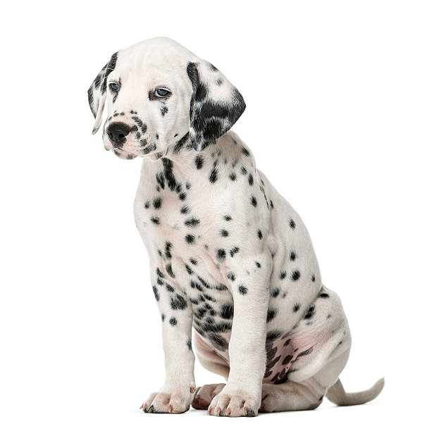 istock Dalmatian puppy sitting in front of a white background 509042136