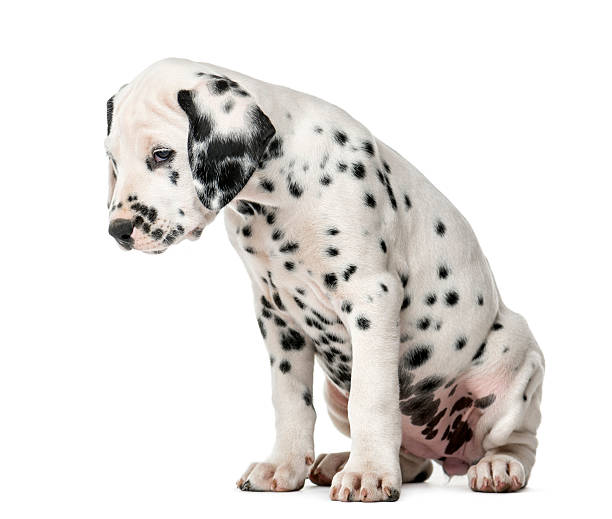 istock Dalmatian puppy sitting in front of a white background 509042216