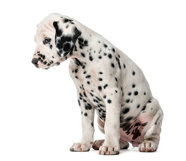 istock Dalmatian puppy sitting in front of a white background 509042276