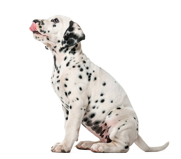 istock Dalmatian puppy sitting and licking 509042330