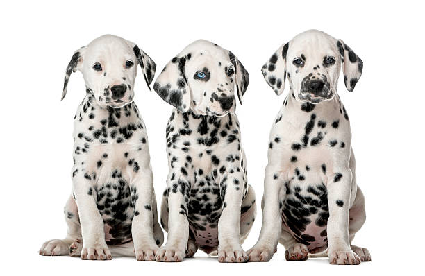 istock Three Dalmatian puppies sitting in front of a white background 509042542
