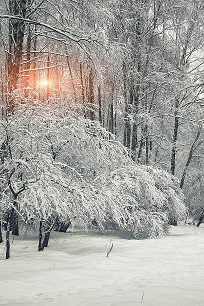istock Winter forest at sunset with snow on trees and floor 509042632