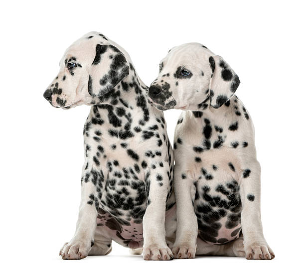 istock Two Dalmatian puppies sitting in front of a white background 509042676