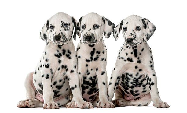 istock Three Dalmatian puppies sitting in front of a white background 509042764